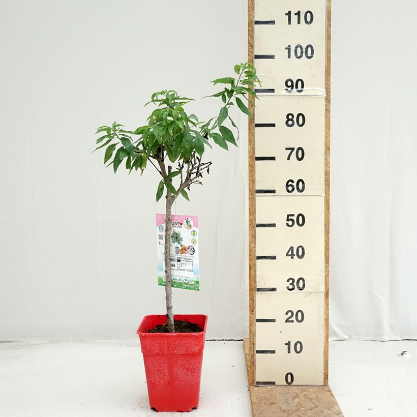 Ejemplar de Almendro enano Garden Prince Maceta 6L/7L, 1/4 tallo entregado en verano