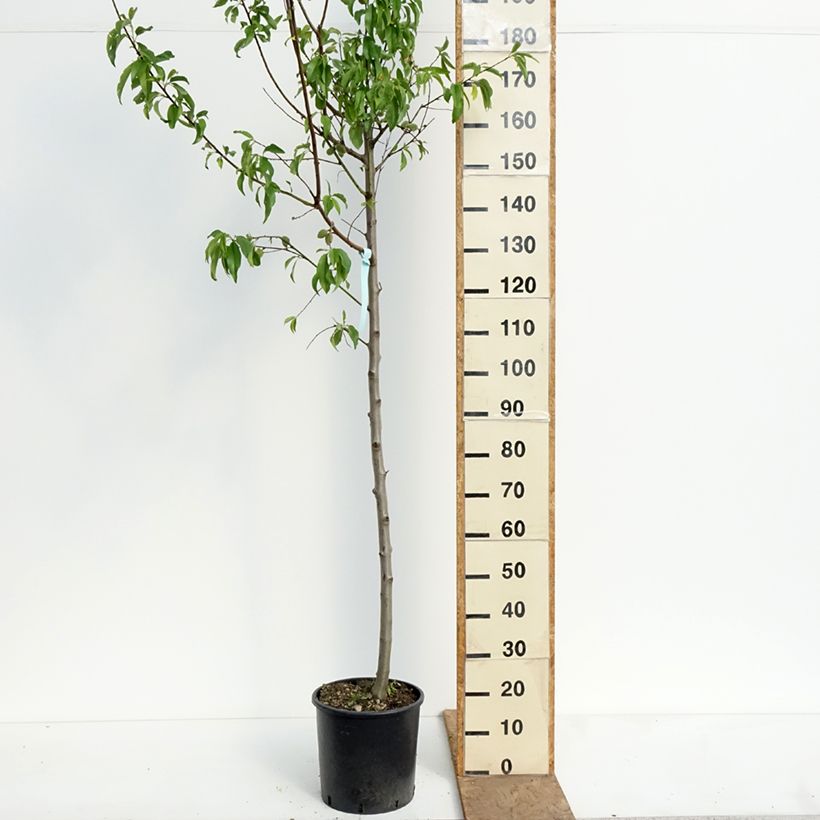 Almendro Supernova Maceta 12L/15L, Medio tallo Ejemplar entregado en la primavera