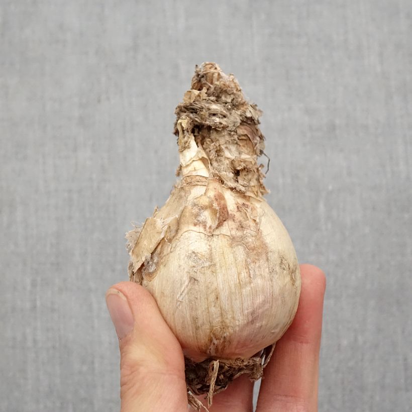 Amarine tubergenii belladiva Aphrodite Bulbo calibre 16+ Ejemplar entregado en la primavera