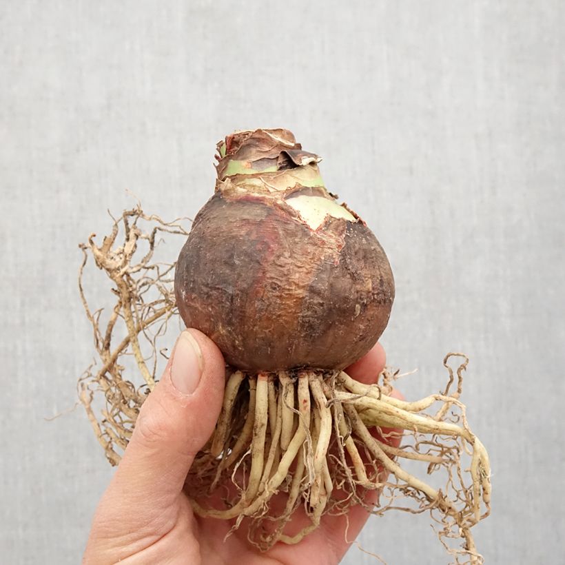 Amaryllis Marilyn - Hippeastrum Bulbo calibre 24/26 Ejemplar entregado en la primavera