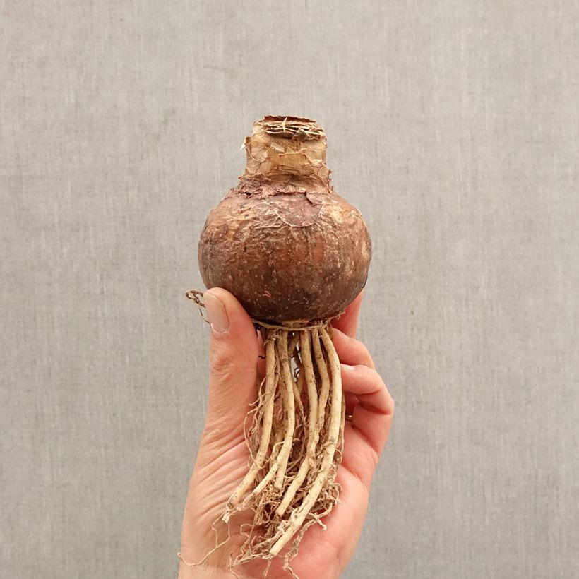 Amaryllis Evergreen - Hippeastrum Bulbo calibre 30/32 Ejemplar entregado en la primavera