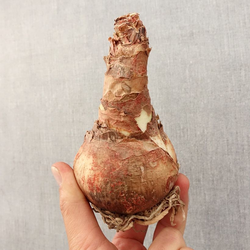 Amaryllis Rose Cybister - Hippeastrum Bulbo calibre 30/32 Ejemplar entregado en la primavera