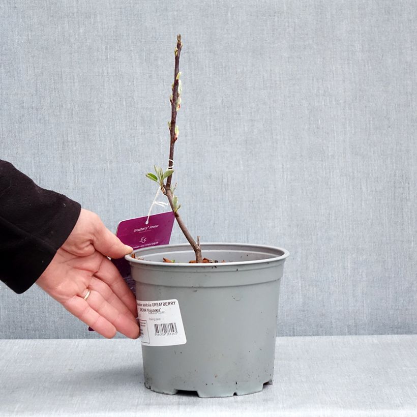 Amelanchier alnifolia GreatBerry Aroma - Guillomo de Saskatchewan Maceta 3L/4L Ejemplar entregado en la primavera