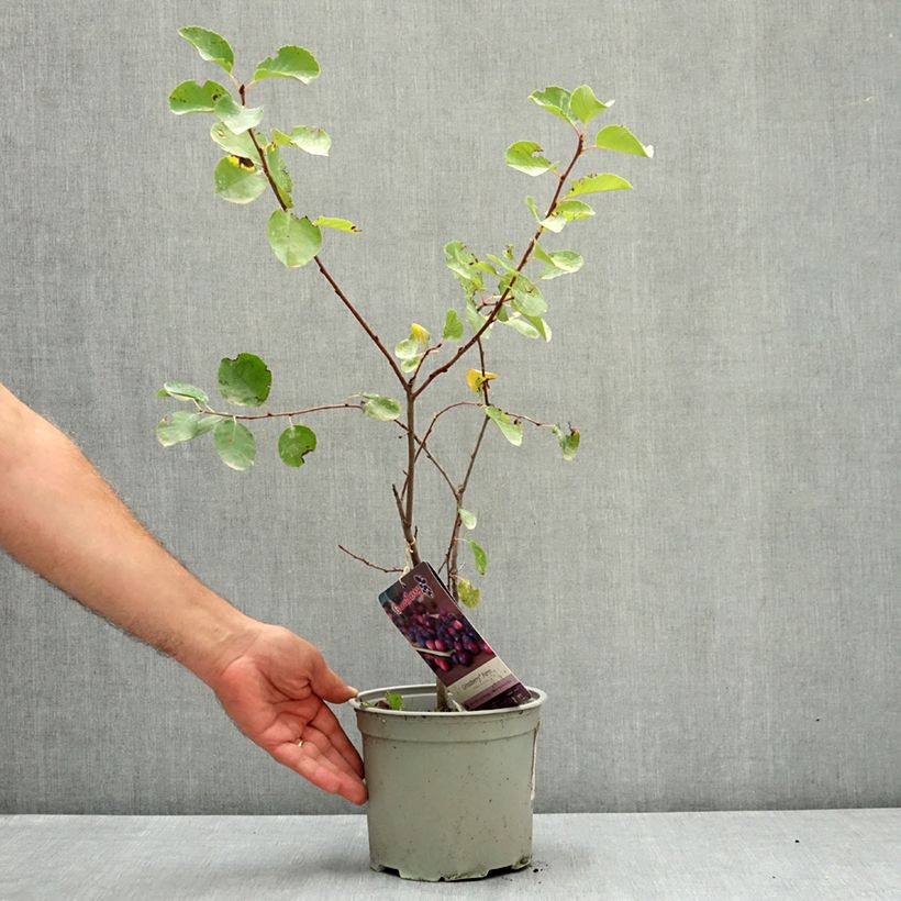 Ejemplar de Amelanchier alnifolia GreatBerry Farm - Guillomo de Saskatchewan Maceta 3L/4L entregado en verano
