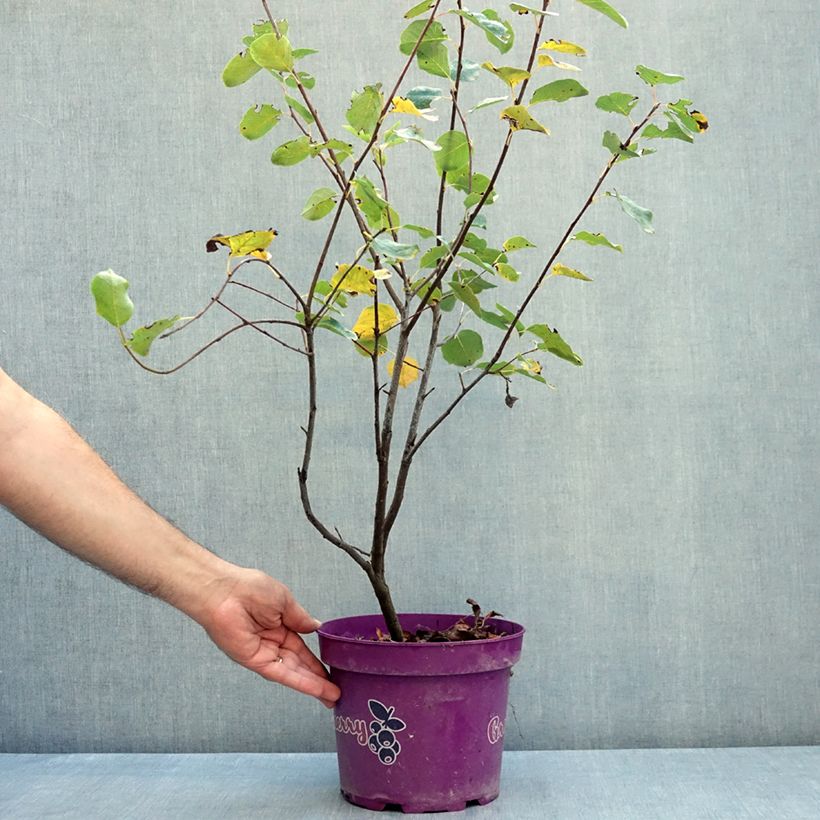 Ejemplar de Amelanchier alnifolia GreatBerry Fruity - Guillomo de Saskatchewan Maceta 4L/5L entregado en verano
