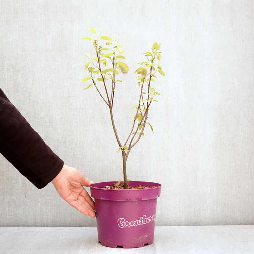 Amelanchier alnifolia GreatBerry Fruity - Guillomo de Saskatchewan Maceta 4L/5L Ejemplar entregado en la primavera