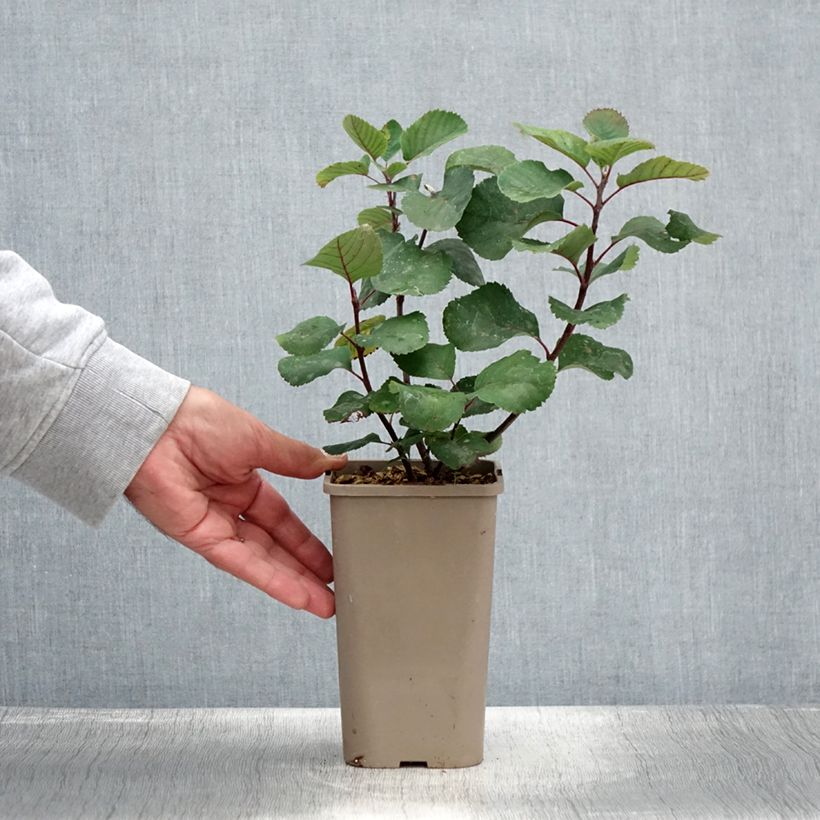 Ejemplar de Guillomo de Saskatchewan Martin - Amelanchier alnifolia Maceta 1,5L/2L, Formación arbustiva entregado en verano