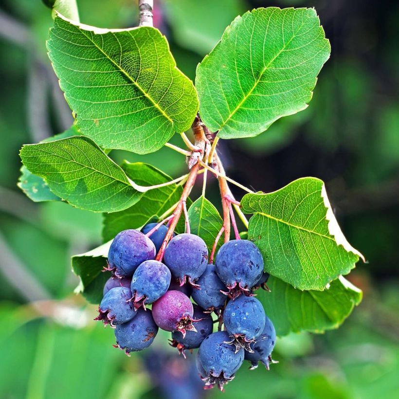 Guillomo de Saskatchewan Saskatoon Berry - Amelanchier alnifolia (Cosecha)