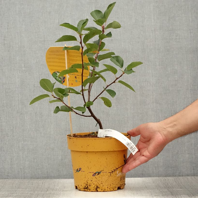 Ejemplar de Guillomo de Saskatchewan Saskatoon Berry - Amelanchier alnifolia Maceta 4L/5L entregado en verano