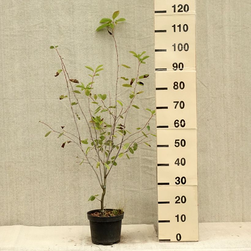 Ejemplar de Amelanchier laevis Ballerina Maceta 3L/4L entregado en verano