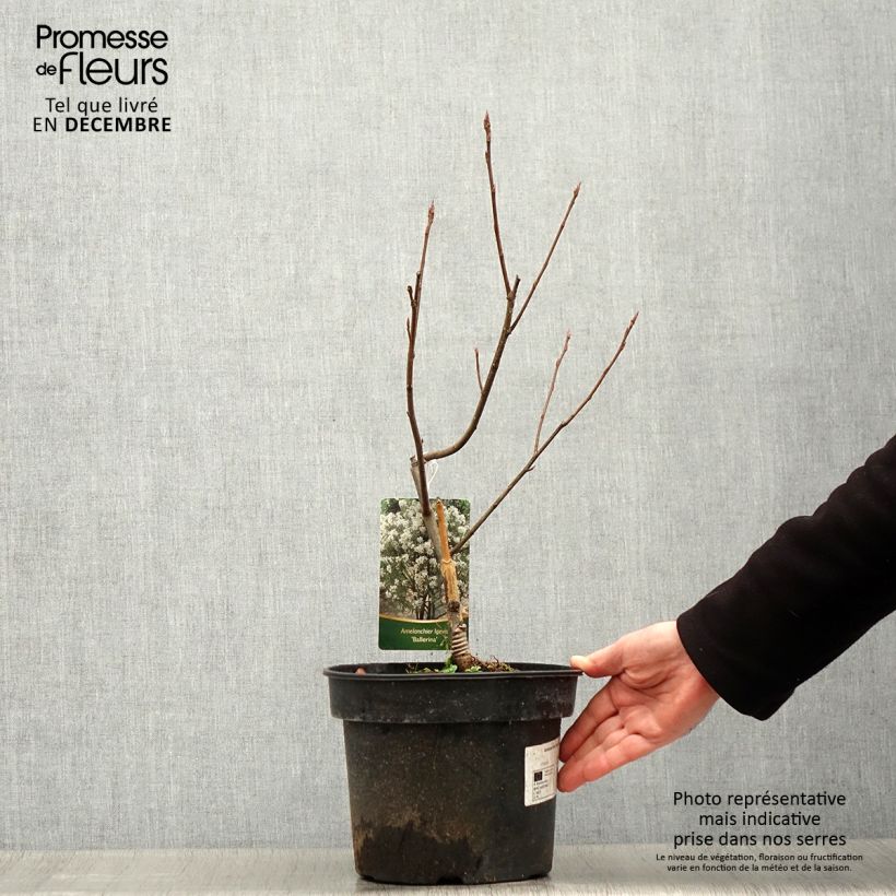 Amelanchier laevis Ballerina Maceta 7,5L/10L Ejemplar entregado en invierno