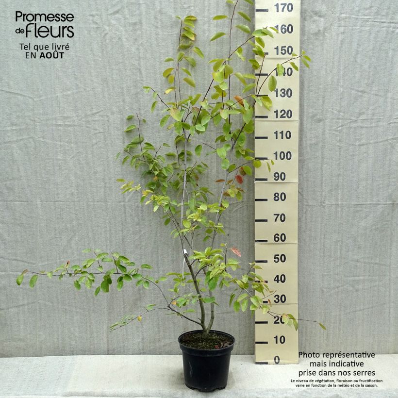 Ejemplar de Amelanchier canadensis - Guillomo del Canadá Maceta 7,5L/10L entregado en verano