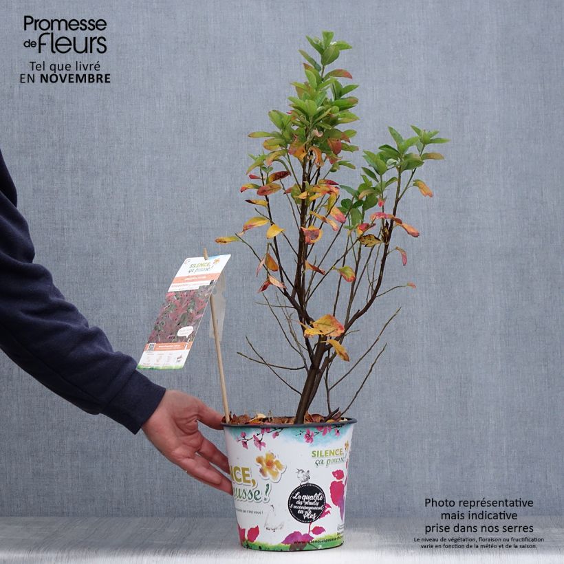 Ejemplar de Amelanchier canadensis October Flame - Guillomo del Canadá Maceta 4L/5L entregado en otoño
