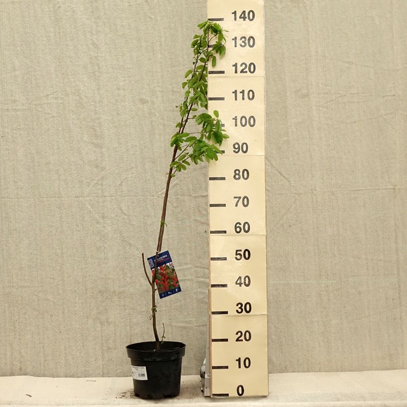 Amelanchier canadensis October Flame - Guillomo del Canadá Maceta 4L/5L Ejemplar entregado en la primavera