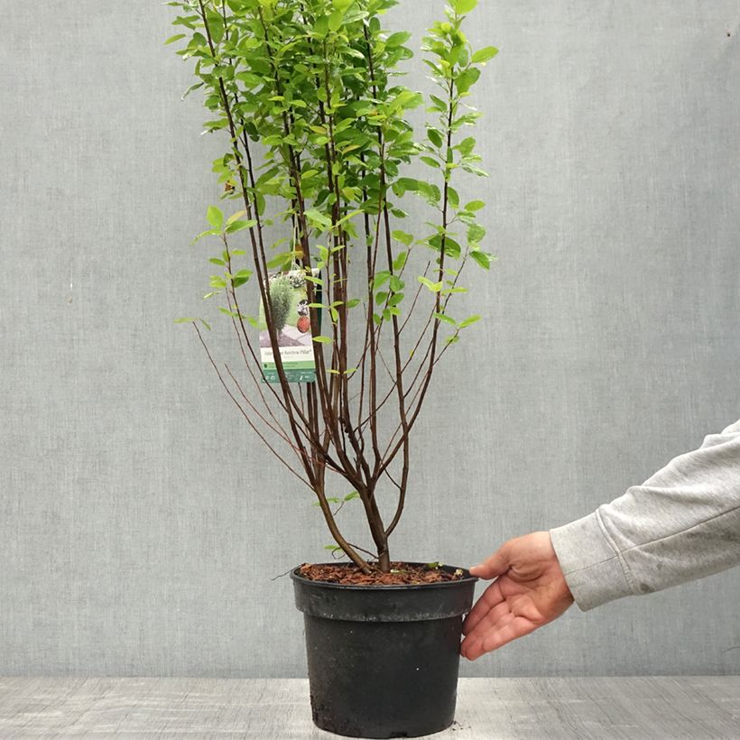 Amelanchier canadensis Rainbow Pillar - Guillomo del Canadá Maceta 4L/5L Ejemplar entregado en la primavera