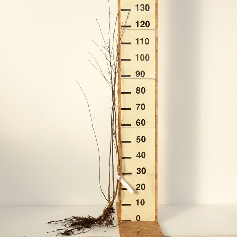 Amelanchier spicata - Guillomo Raíces desnudas Ejemplar entregado en invierno