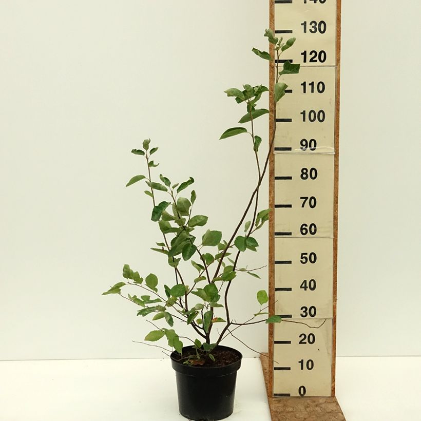 Ejemplar de Amelanchier lamarckii - Guillomo nevado Maceta 7,5L/10L entregado en verano