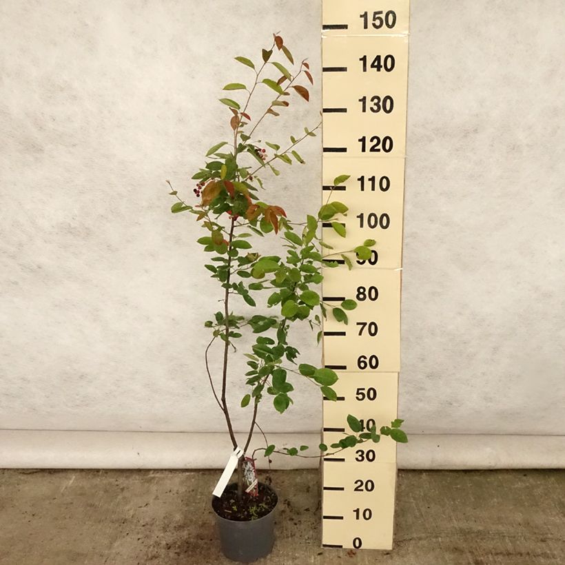 Ejemplar de Amelanchier lamarckii - Guillomo nevado Maceta 3L/4L entregado en verano