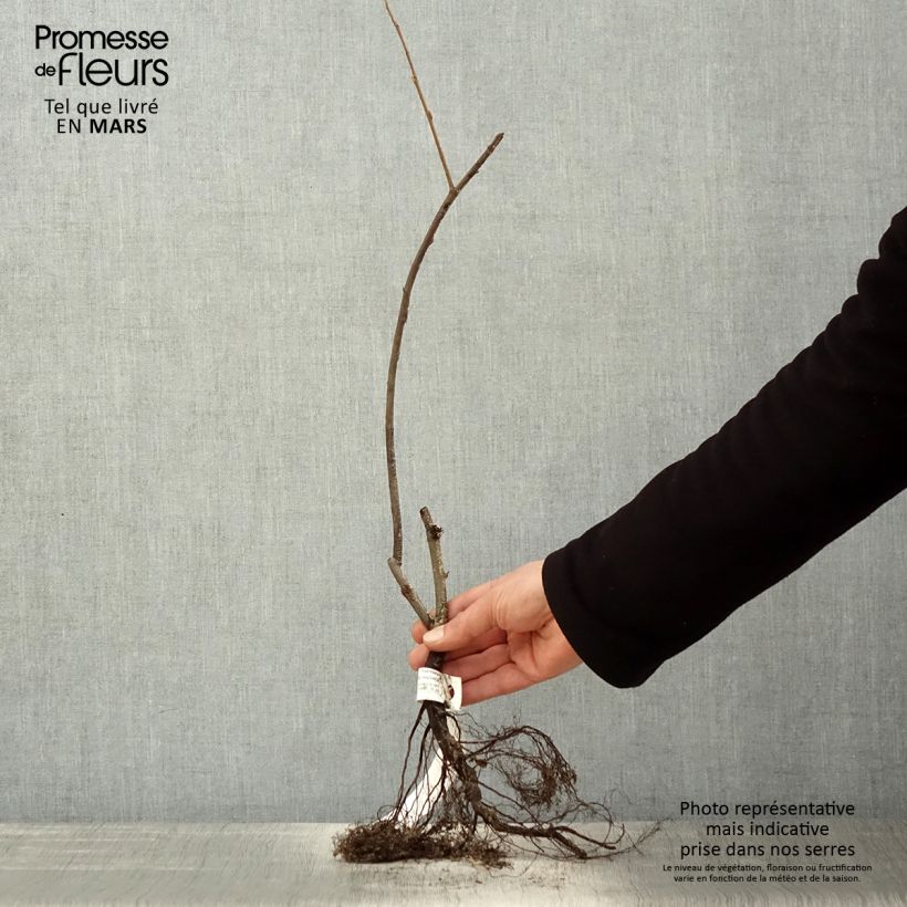 Amelanchier lamarckii - Guillomo nevado Raíces desnudas Ejemplar entregado en la primavera