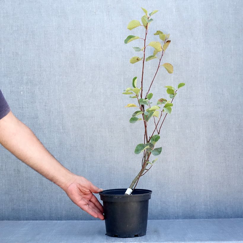 Ejemplar de Amelanchier alnifolia Smoky - Guillomo de Saskatchewan Maceta 2L/3L entregado en verano