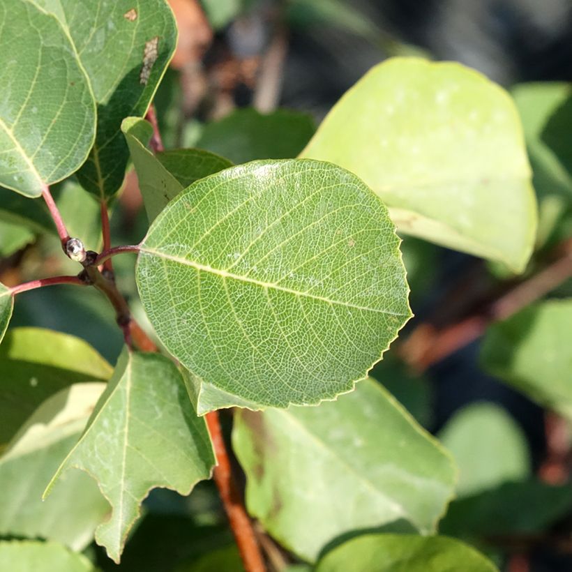 Amelanchier alnifolia Smoky - Guillomo de Saskatchewan (Follaje)