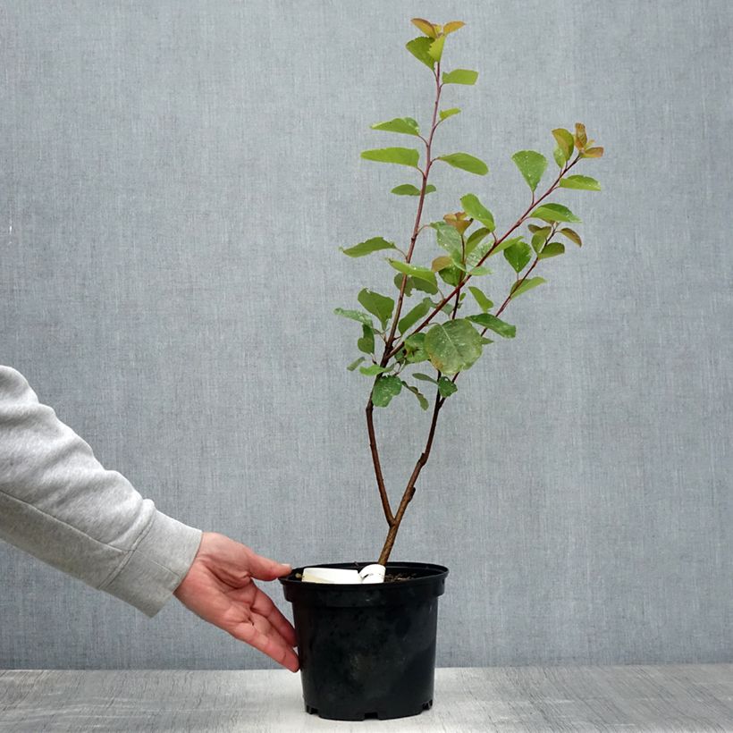 Ejemplar de Amelanchier alnifolia Thiessen - Guillomo de Saskatchewan Maceta 2L/3L entregado en verano