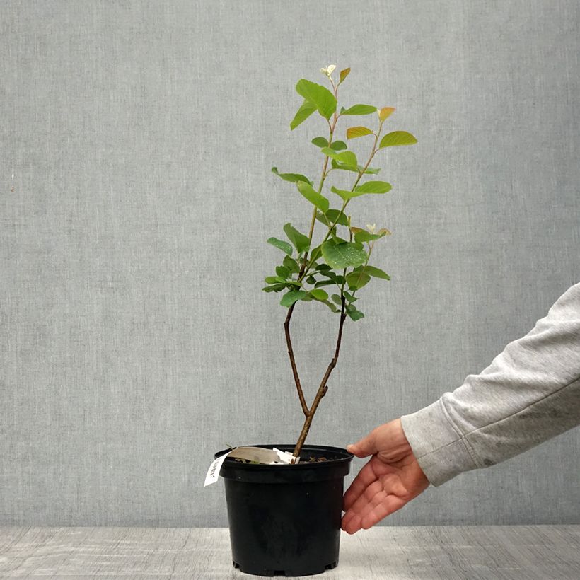 Amelanchier alnifolia Thiessen - Guillomo de Saskatchewan Maceta 2L/3L Ejemplar entregado en la primavera