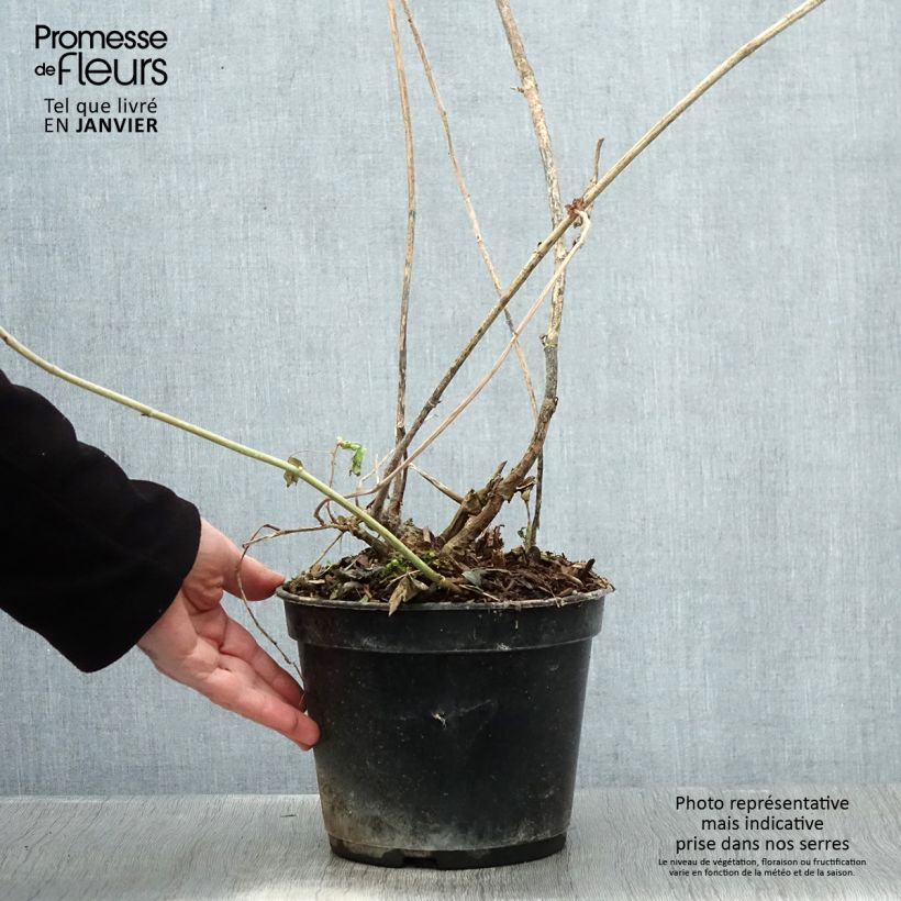 Amicia zygomeris - Frijol amarillo Maceta 4L/5L Ejemplar entregado en invierno