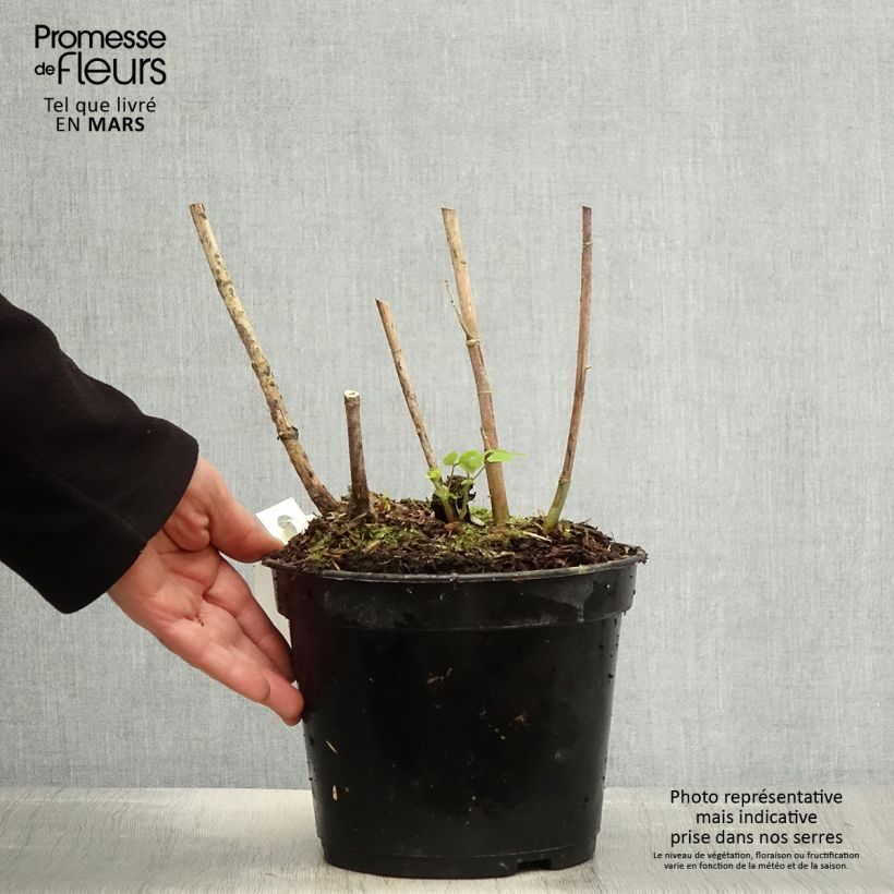 Amicia zygomeris - Frijol amarillo Maceta 4L/5L Ejemplar entregado en la primavera