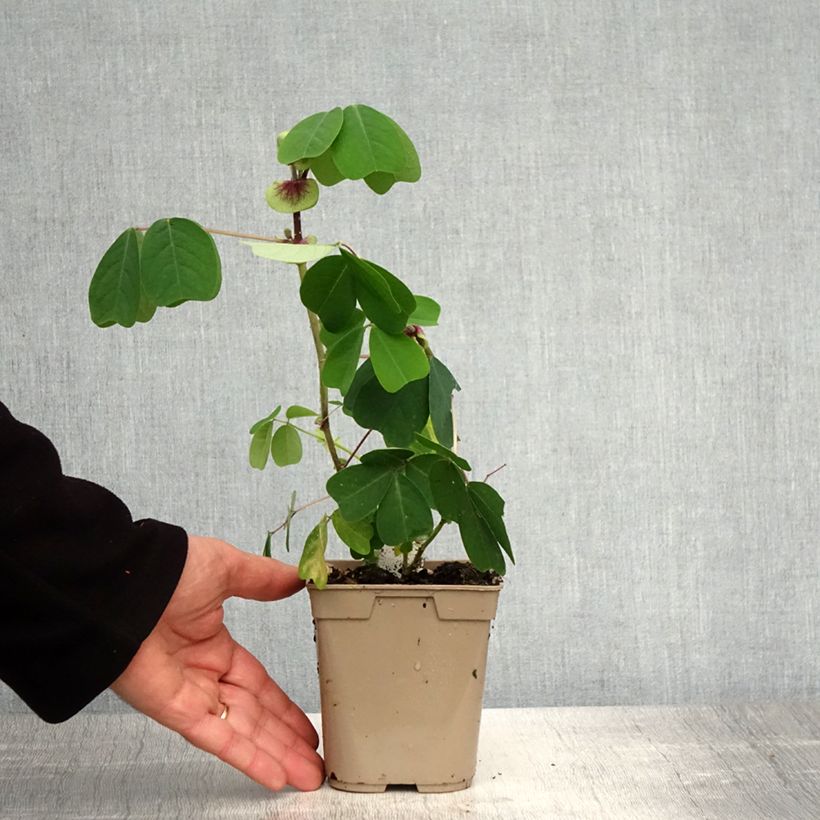 Amicia zygomeris - Frijol amarillo Maceta 1L/1,5L Ejemplar entregado en la primavera