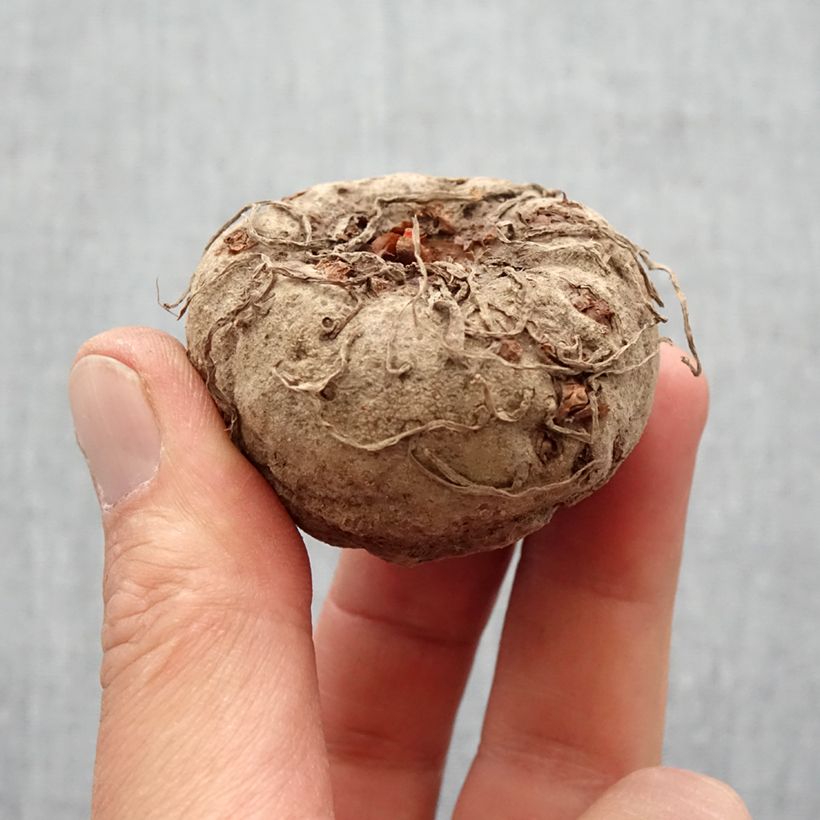 Amorphophallus napalensis - Azucena vudu Bulbo calibre 16+ Ejemplar entregado en la primavera