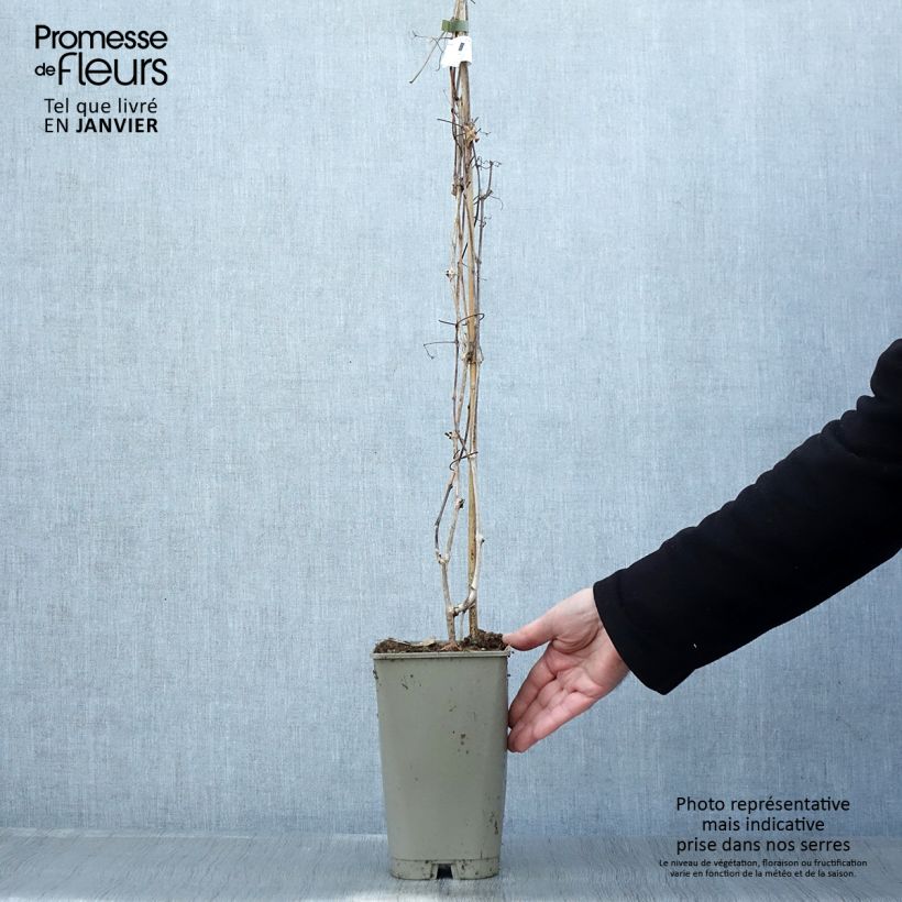 Ampelopsis aconitifolia - Vid de fraternidad Maceta 2L/3L Ejemplar entregado en invierno