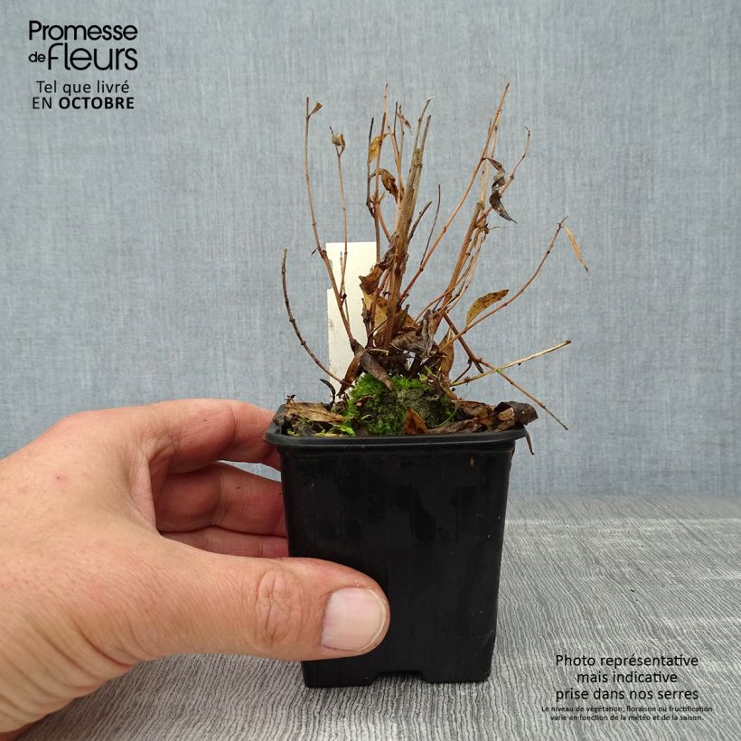 Ejemplar de Amsonia Blue Ice Maceta de 8/9 cm entregado en otoño