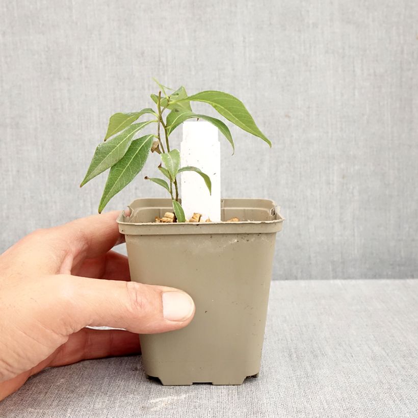 Ejemplar de Amsonia tabernaemontana Storm Cloud Maceta de 8/9 cm entregado en otoño