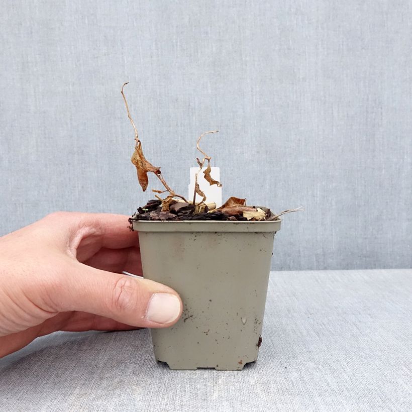 Amsonia tabernaemontana Storm Cloud Maceta de 8/9 cm Ejemplar entregado en la primavera