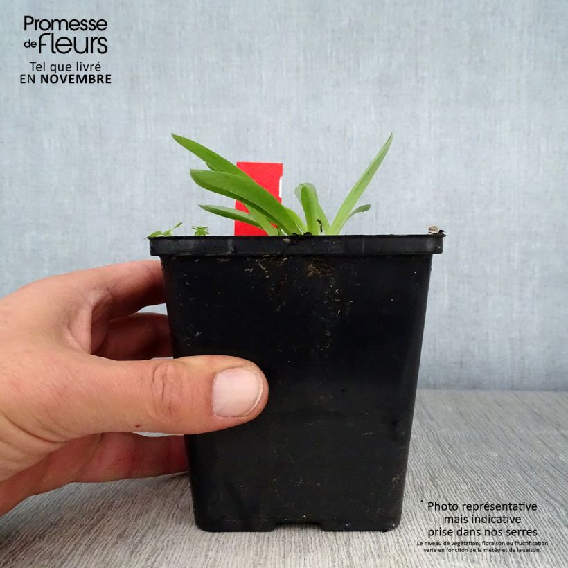 Ejemplar de Anacamptis sancta - Orquídea santa Maceta 1,5L/2L entregado en otoño