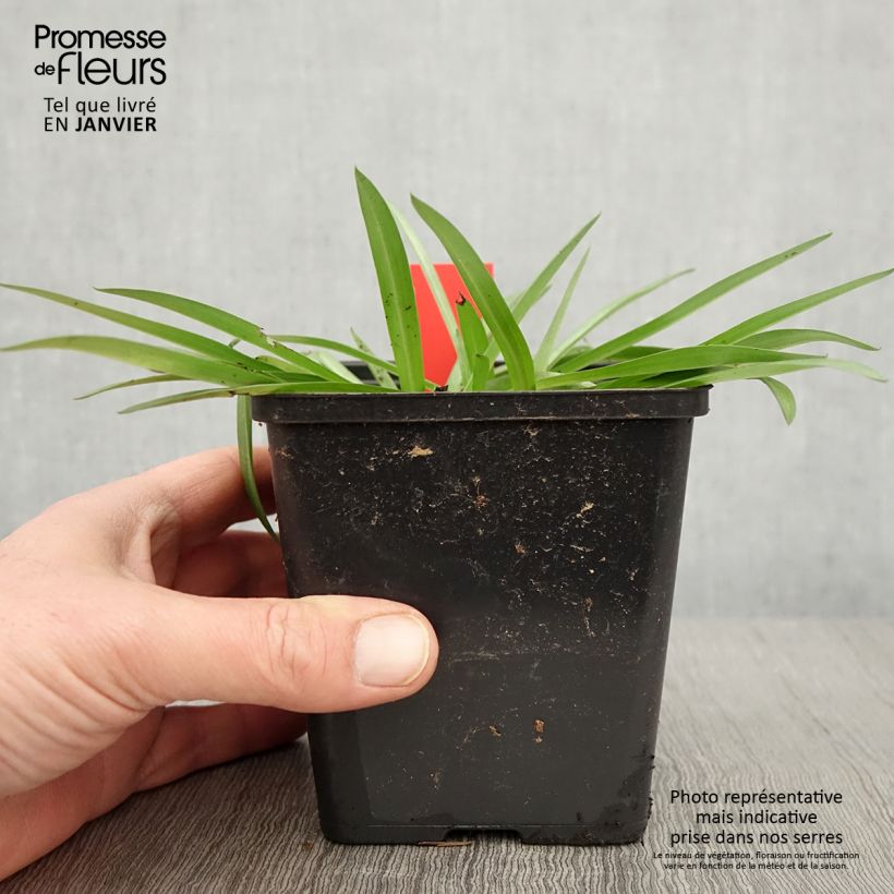 Anacamptis sancta - Orquídea santa Maceta 1,5L/2L Ejemplar entregado en invierno