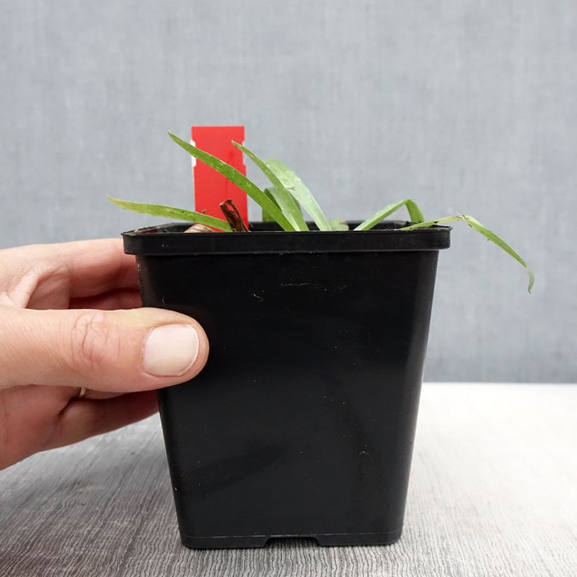 Anacamptis sancta - Orquídea santa Maceta 1,5L/2L Ejemplar entregado en la primavera