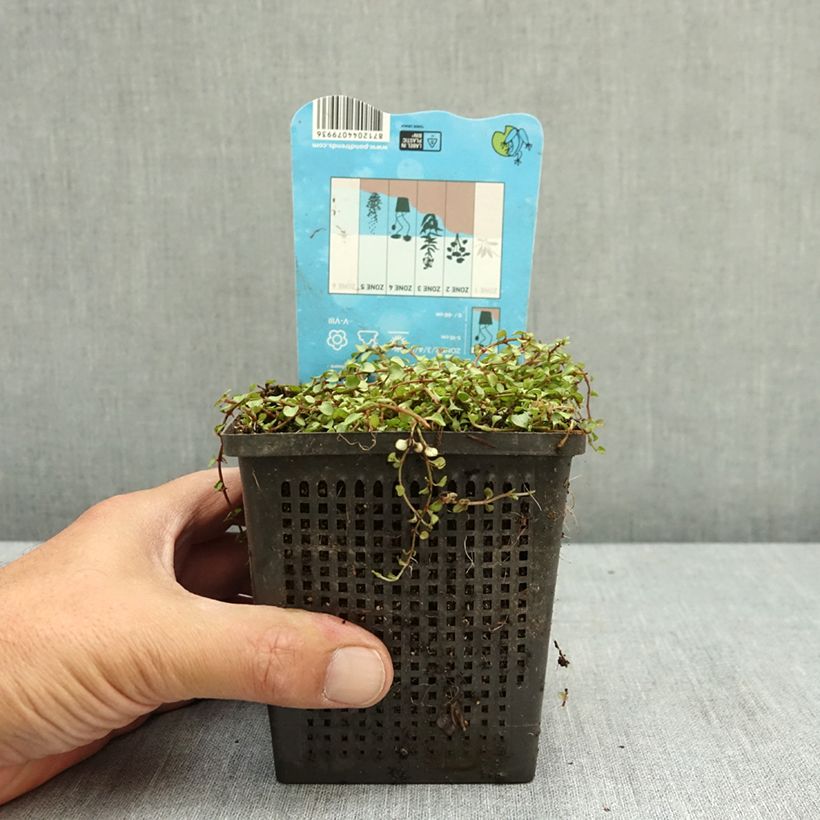 Ejemplar de Anagallis tenella - Hierba gallinera Maceta 1L/1,5L entregado en verano