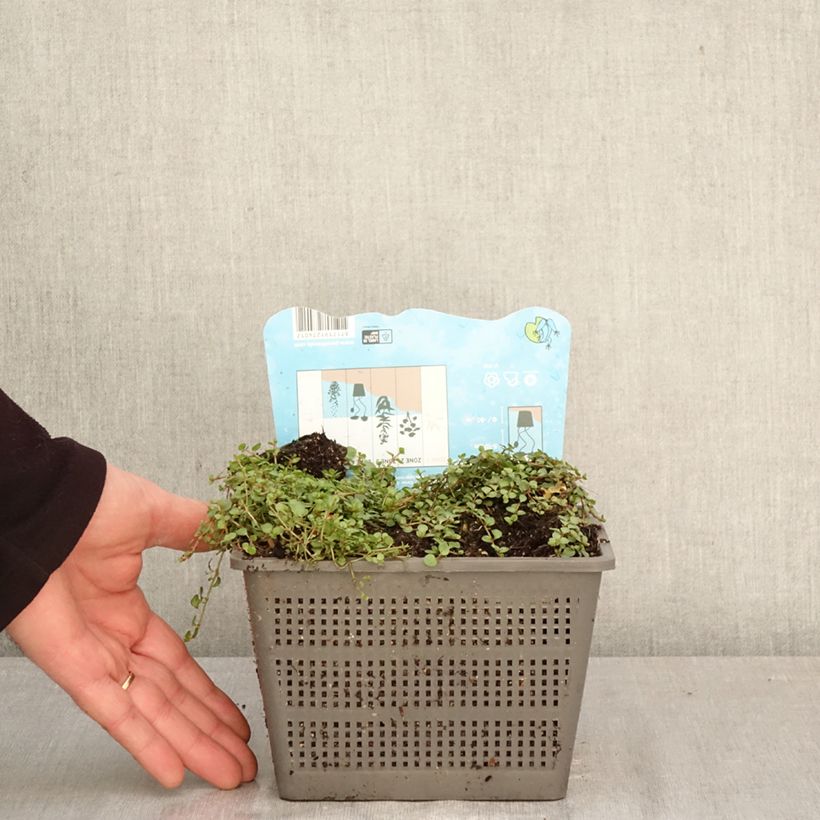 Anagallis tenella - Hierba gallinera Maceta 1L/1,5L Ejemplar entregado en la primavera