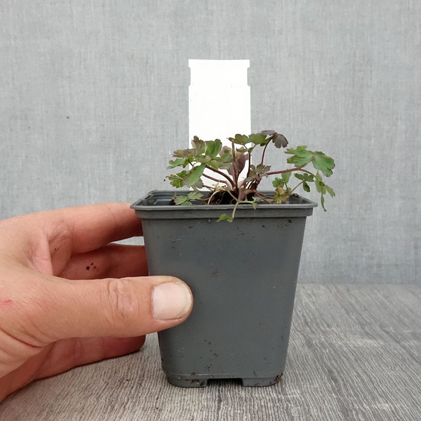 Aquilegia caerulea Rose Queen Maceta de 8/9 cm Ejemplar entregado en la primavera