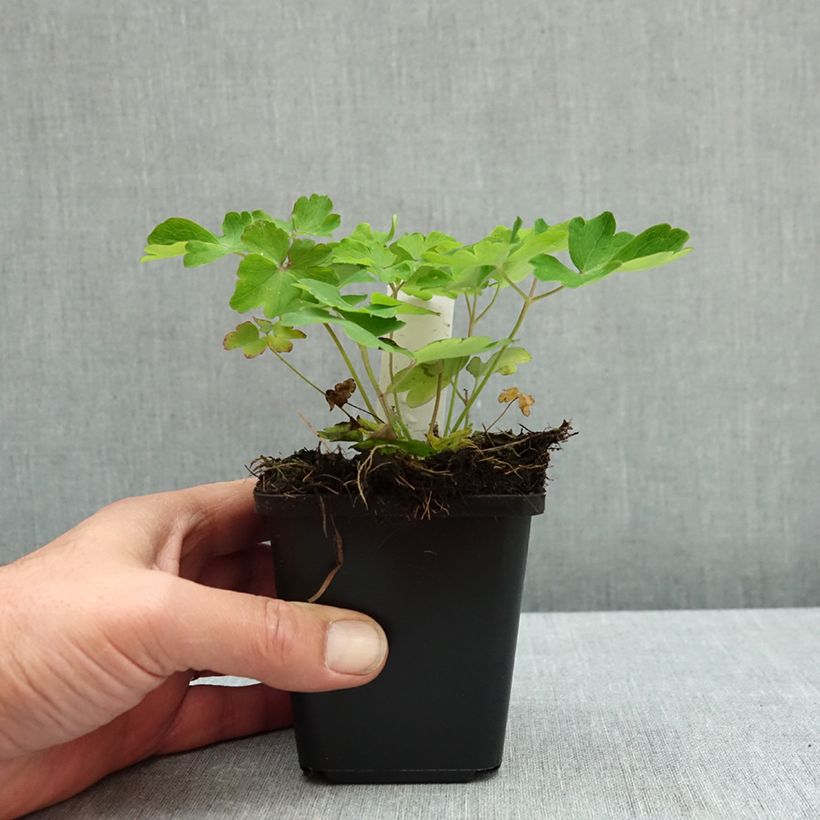 Ejemplar de Aquilegia vulgaris Winky Blue White Maceta de 8/9 cm entregado en otoño