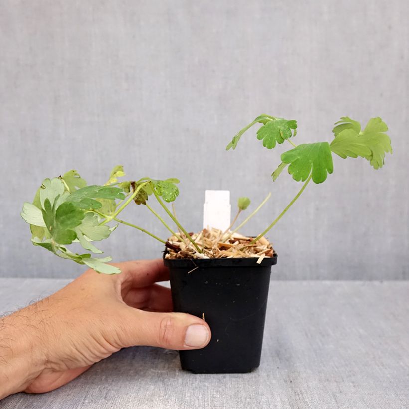 Ejemplar de Aquilegia caerulea Snow Queen Maceta de 8/9 cm entregado en otoño