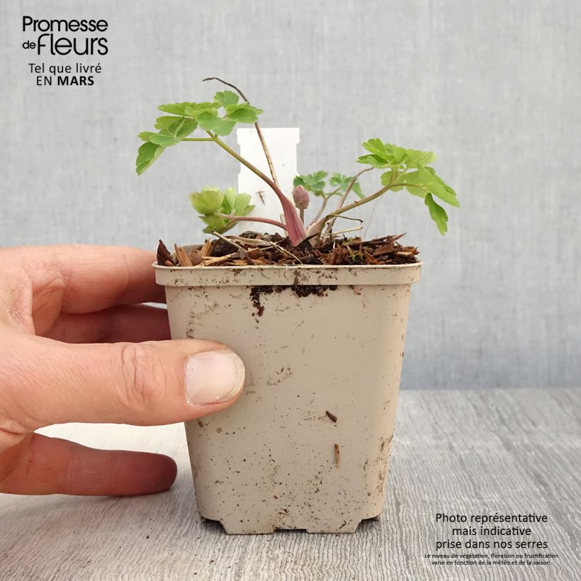 Aquilegia vulgaris Clementine Blue Maceta de 8/9 cm Ejemplar entregado en la primavera