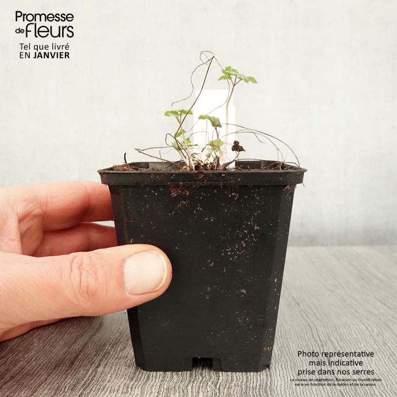 Aquilegia vulgaris Crimson Star Maceta de 8/9 cm Ejemplar entregado en invierno
