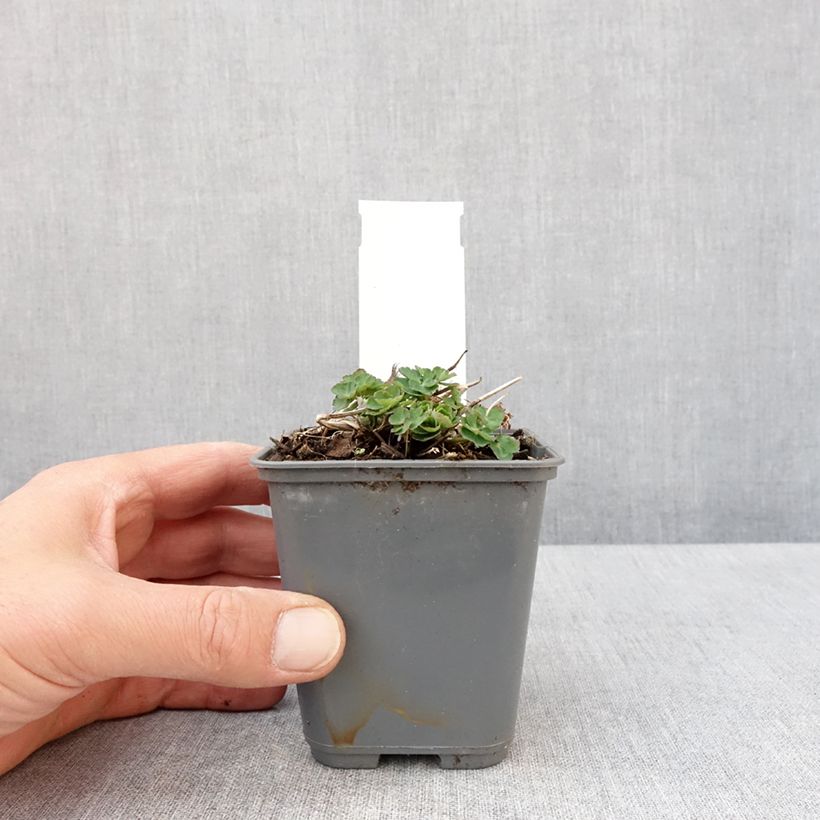 Aquilegia vulgaris Winky White and White Maceta de 8/9 cm Ejemplar entregado en la primavera