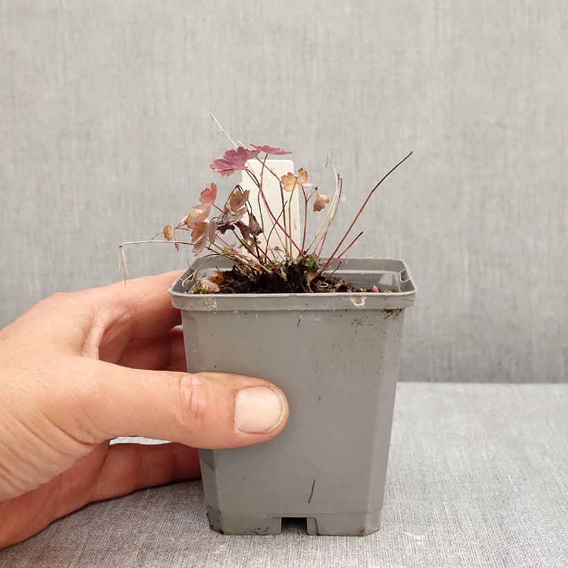 Ejemplar de Aquilegia canadensis Little Lanterns - Aguileña Maceta de 8/9 cm entregado en otoño