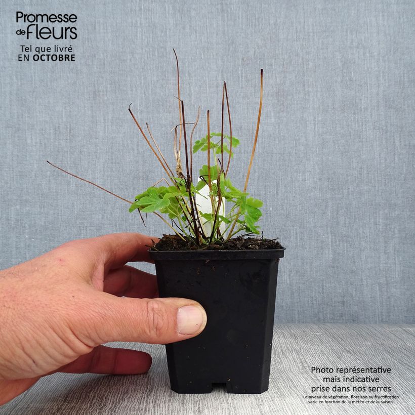 Ejemplar de Aquilegia Green Apples Maceta de 8/9 cm entregado en otoño