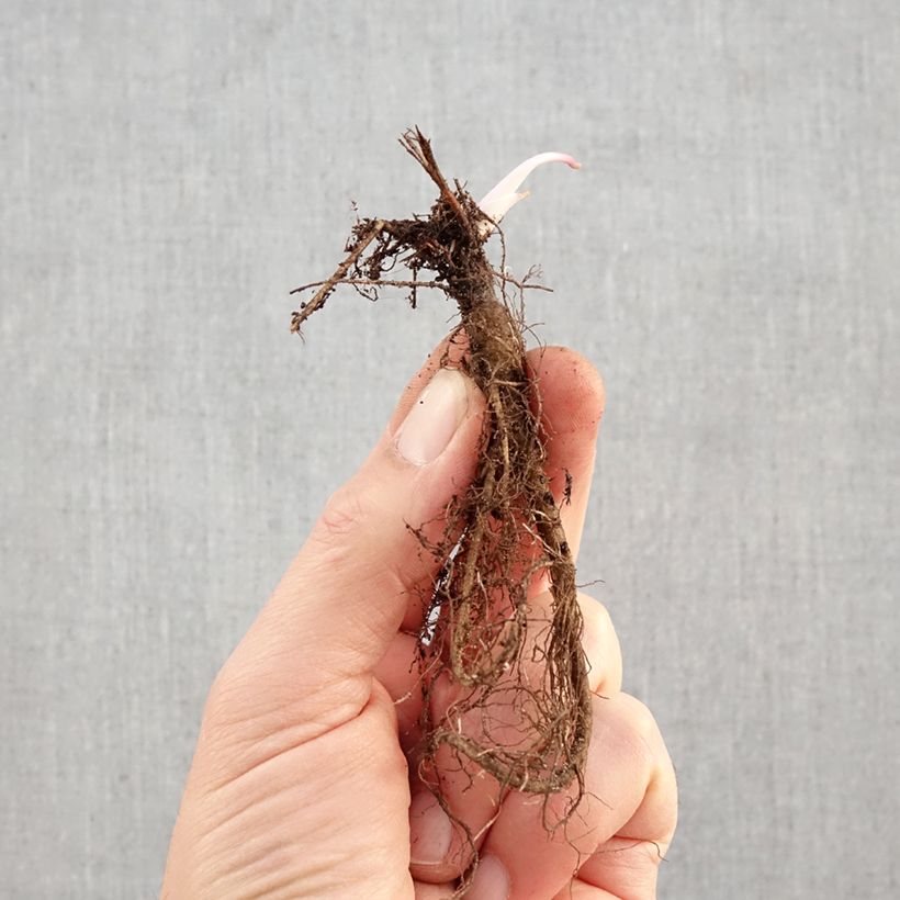 Aquilegia vulgaris var. stellata Black Barlow Raíces desnudas Ejemplar entregado en invierno