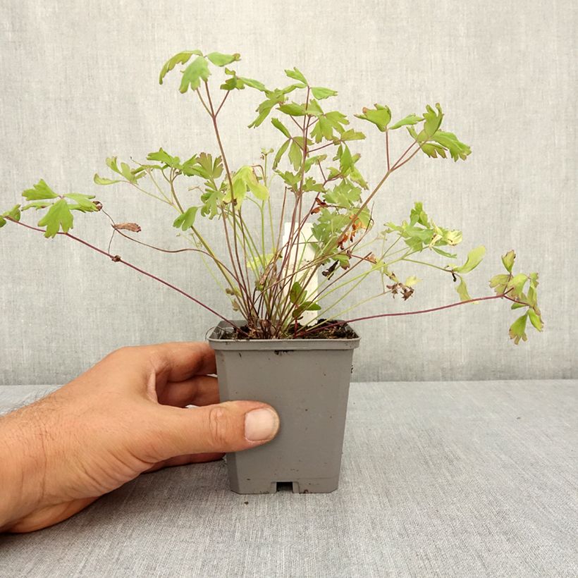 Ejemplar de Aquilegia Mac Kana - Aguileña Maceta de 8/9 cm entregado en verano